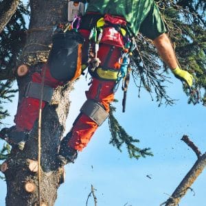 Arborist i ferd med trefellingsarbeid - Julien trepleie