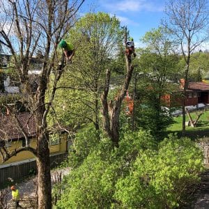 Arborister beskjærer tre - Julien trepleie