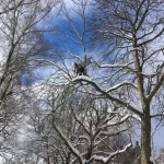 Felling av tre om vinteren - Julien trepleie