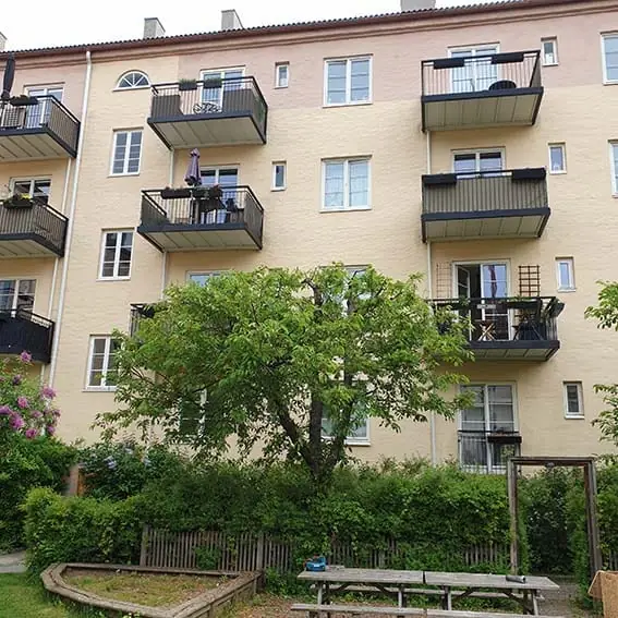 Kirsebærtre etter beskjæring, med sunnere kronestruktur