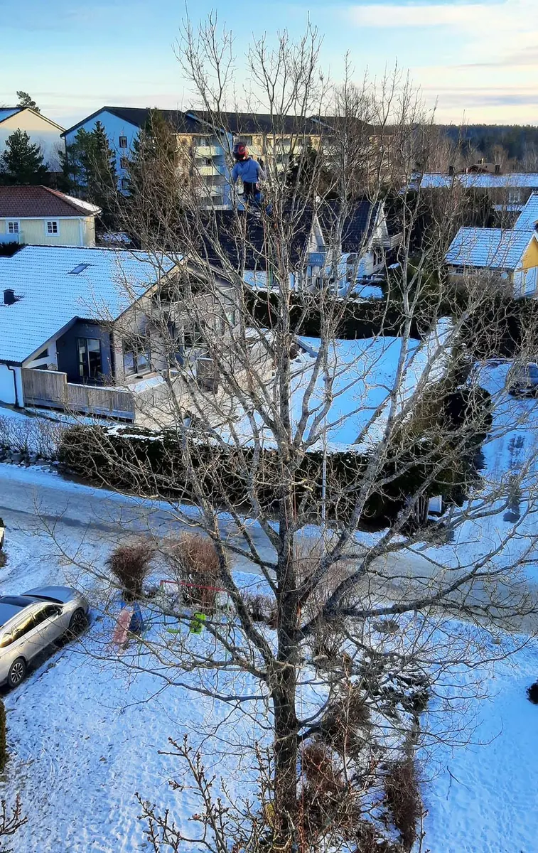 Arborist beskjærer stort tre i boligstrøk om vinteren