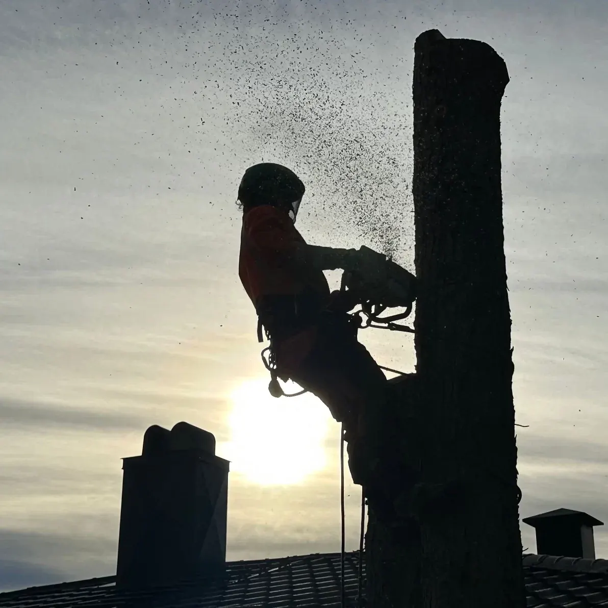 Trefelling av stort tre nær bebyggelse