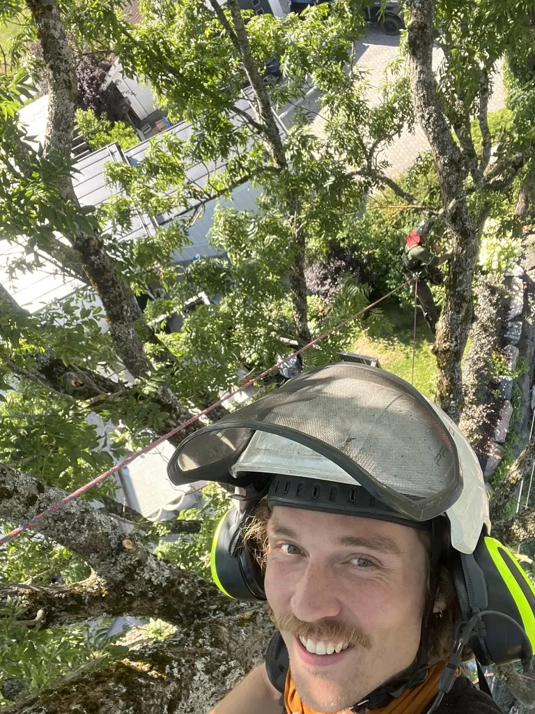 Arborist fra Nord Trepleie klatrer i tre under trepleie i Follo